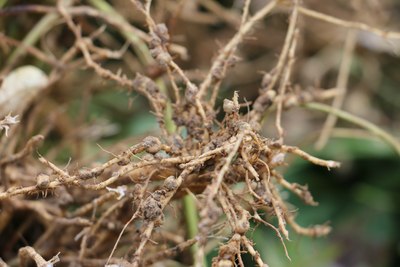 根瘤菌,生物固氮,與植株間是共生關係.