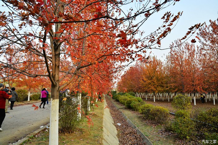 沈阳苗木基地图片