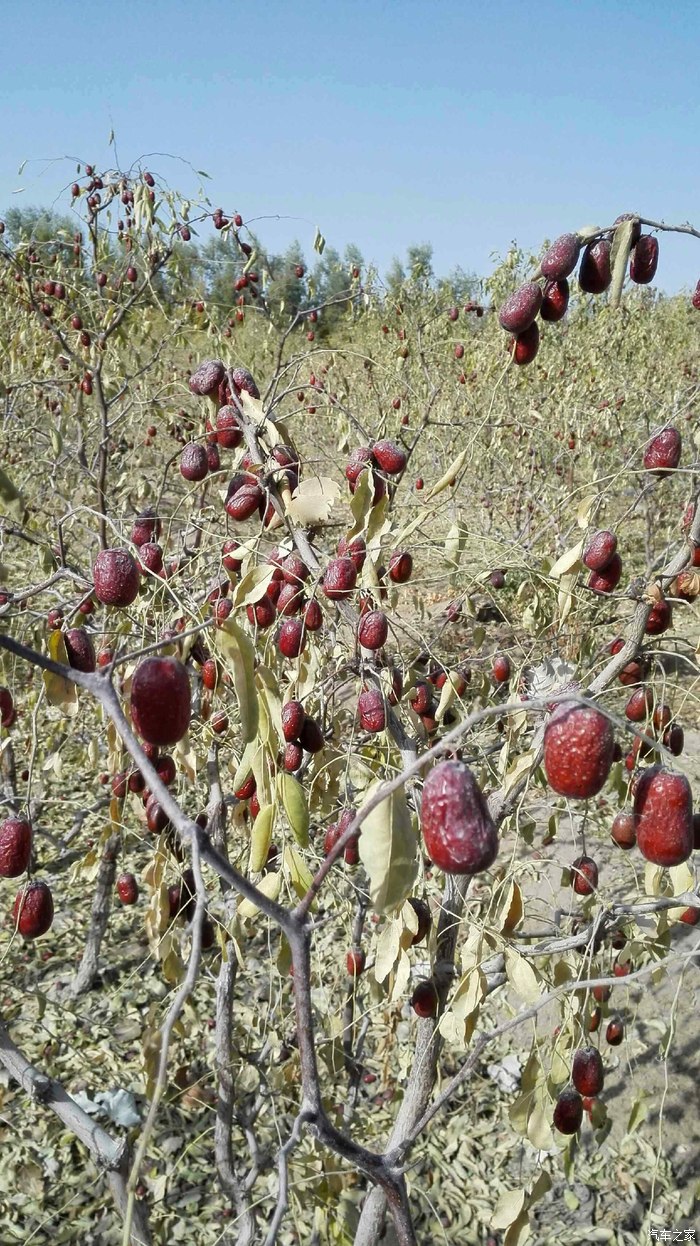 若羌的红枣熟了树上自然挂干