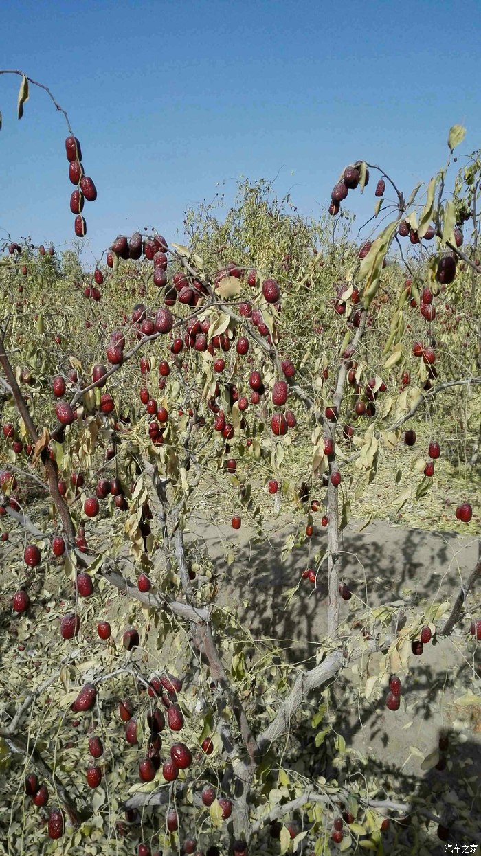 【图】若羌的红枣熟了,树上自然挂干