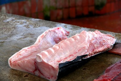 据说每天鱼市开市时很多海狮和鹈鹕来码头,乞求渔民施舍点鱼杂.