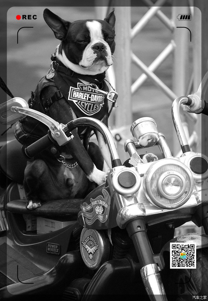 哈哈带着可爱的狗狗骑摩托车去旅行吧54p高清图