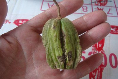 【滇南风景*民俗】体验哈尼族十月年 冬季到绿春来看雾