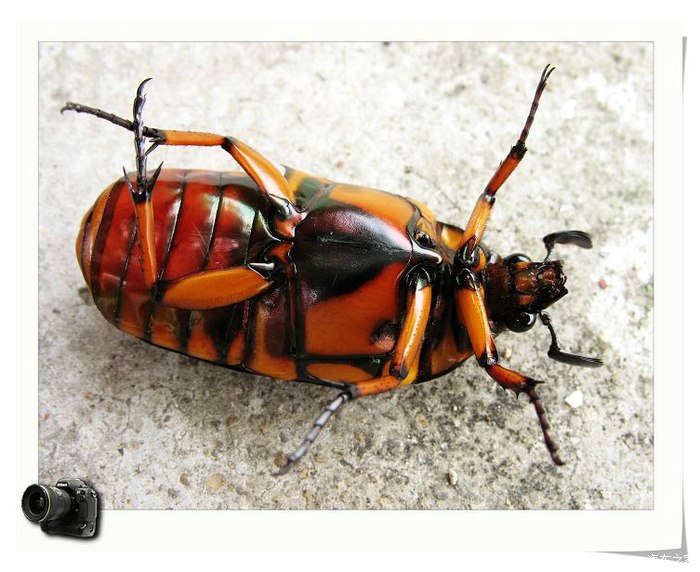 奇!广东粤西一带有人用此簕古幼虫治疗小孩子尿床