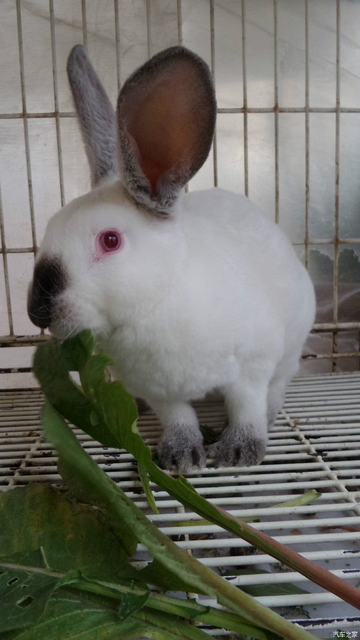 漂亮的八点黑兔子!