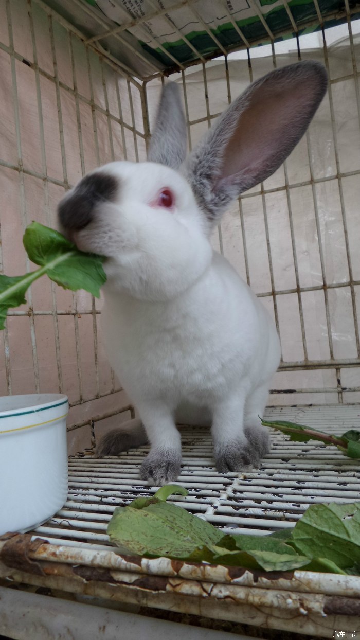 可爱的八点黑兔子!