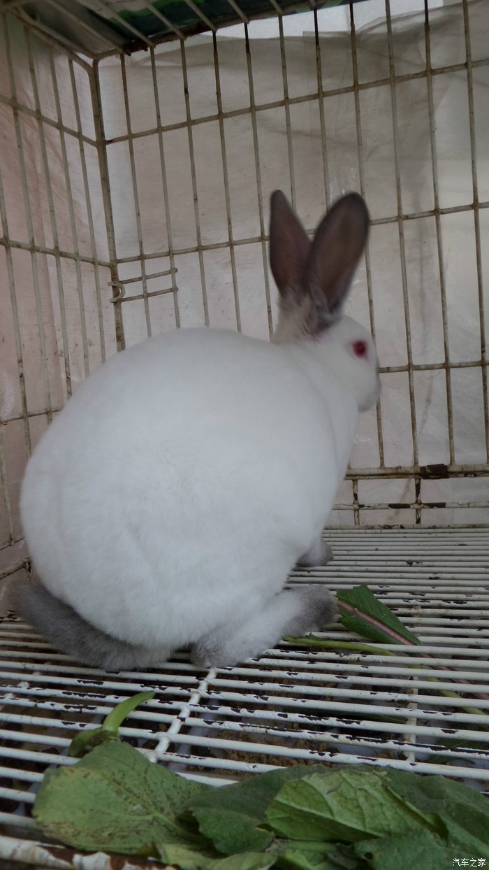 漂亮的八点黑兔子!