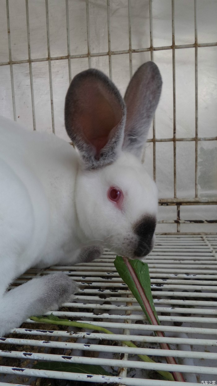 可爱的八点黑兔子