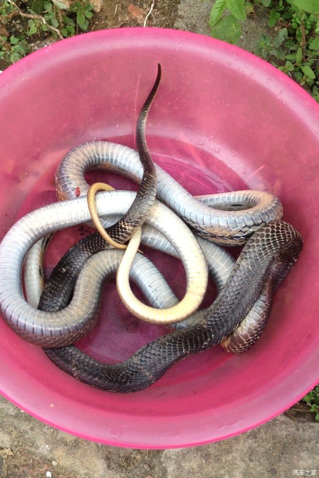 管蛇加眼镜蛇