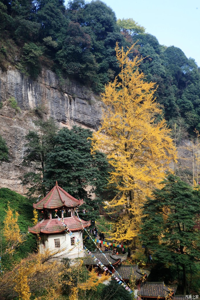 凑个热闹我也来发发大邑县白岩寺的银杏节