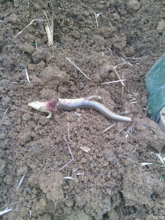 蛇[蛇]出没之肥仔蛇