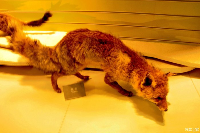 生在泰山野生动物