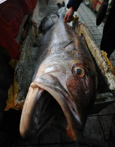 渔民渤海湾捕获重100余斤巨型"怪鱼"