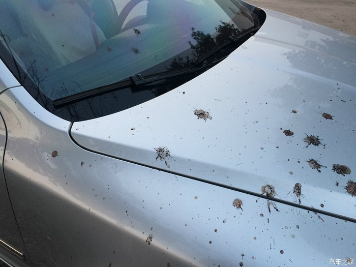 【图】讨厌的鸟粪!_明锐论坛_汽车之家论坛