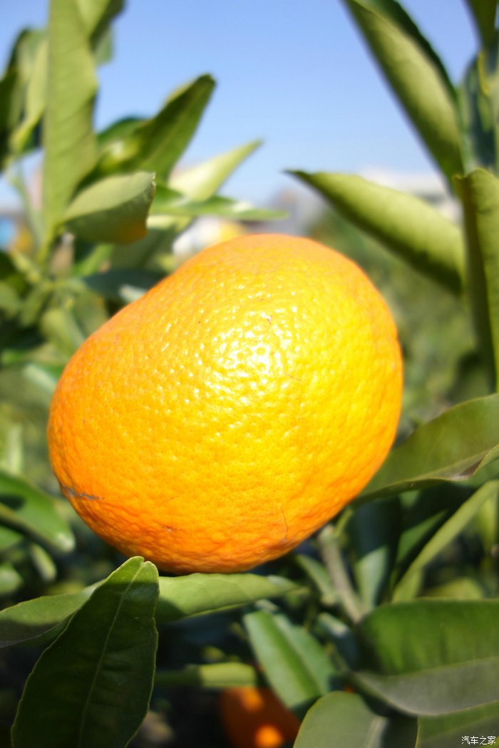 初冬换金秋柑橘地一游