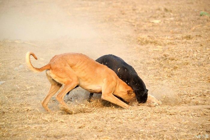 驱车奔赴保定高阳参与灵缇逮兔子比赛摄制活动海量图片奉上