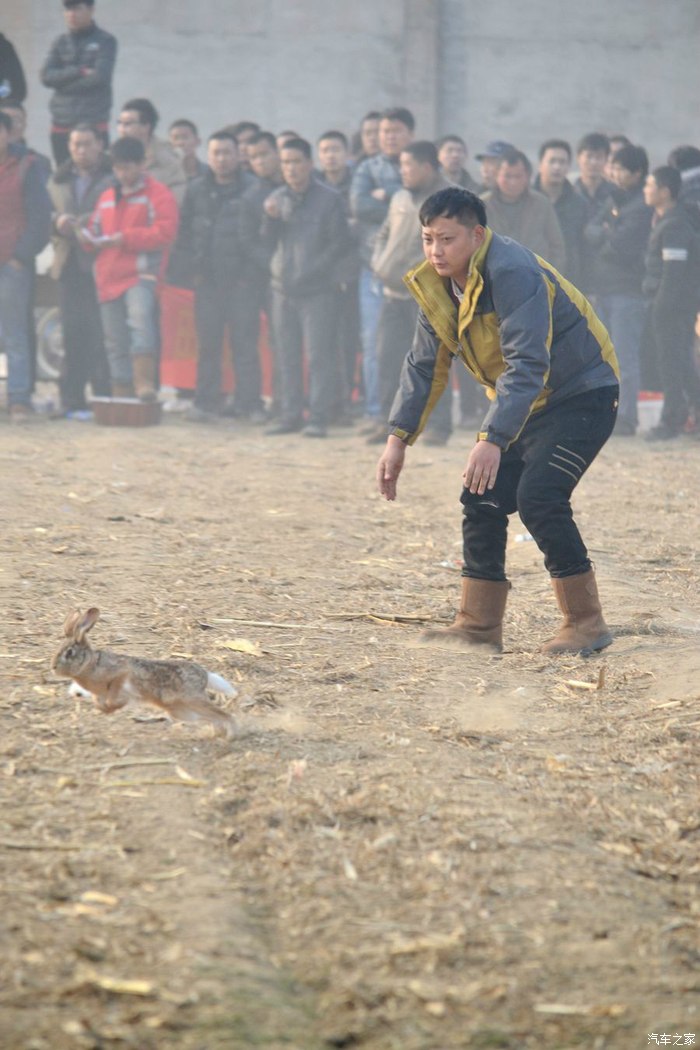 驱车奔赴保定高阳参与灵缇逮兔子比赛摄制活动海量图片奉上