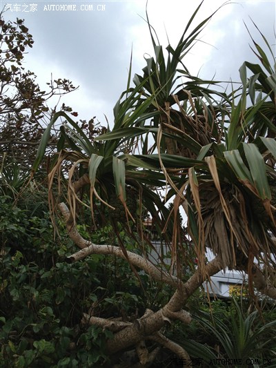 野生凤梨树