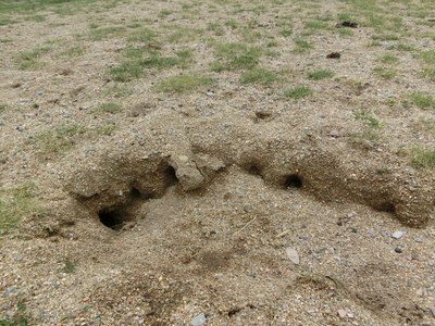 老婆和女儿它们又发现了新情况,好多的草原鼠和鼠洞.