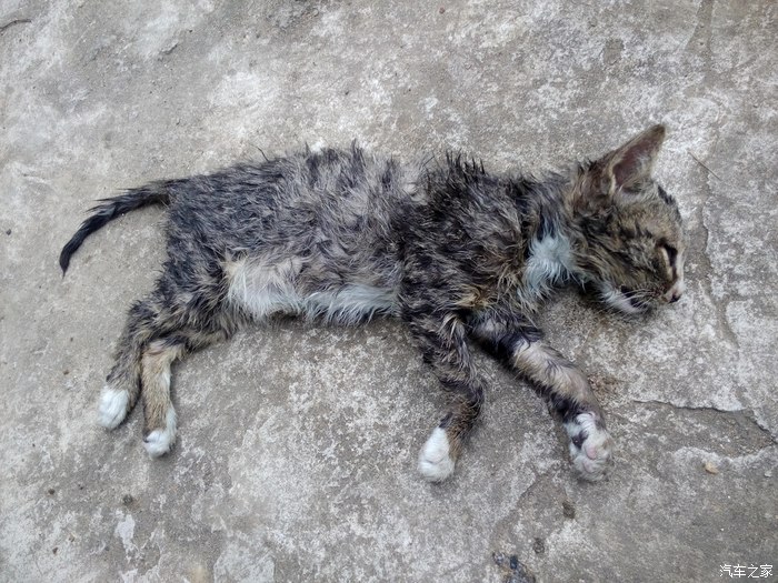 好奇害死猫之细节决定成败.