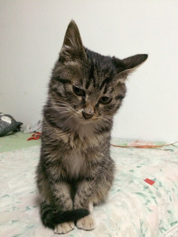 准备入手07年的20二手自动俊杰