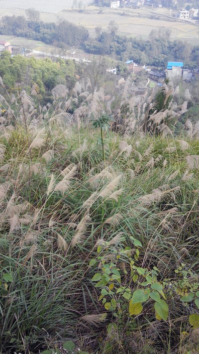 寒冬里顽强衰草