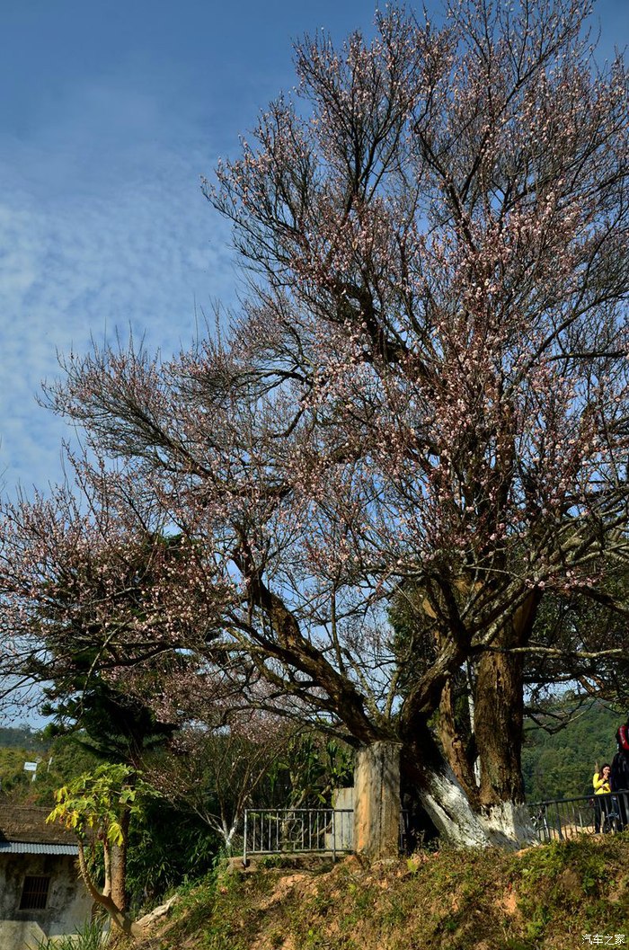 潮塘村千年古梅
