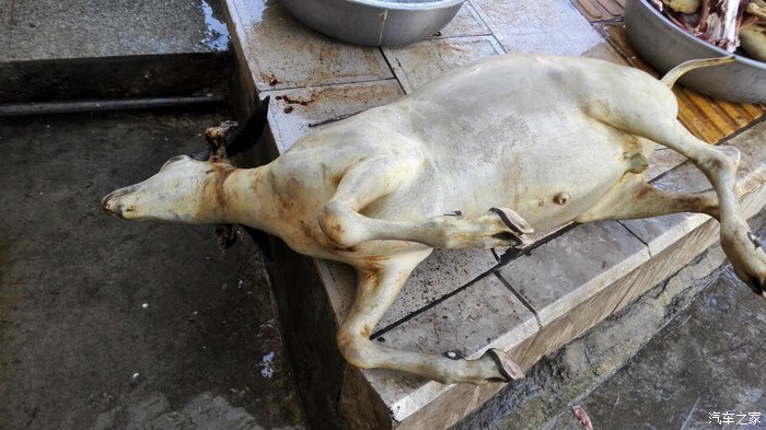 门口今天刚杀的黑山羊