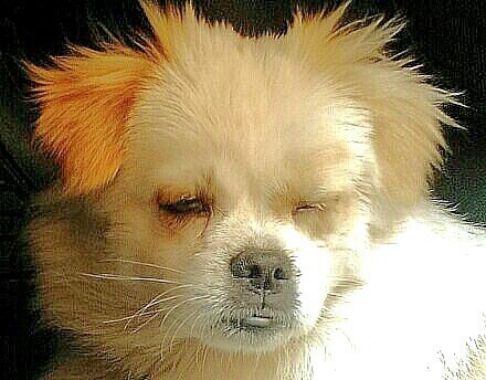 为哈子是这酱紫?