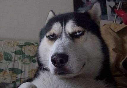 为哈子是这酱紫