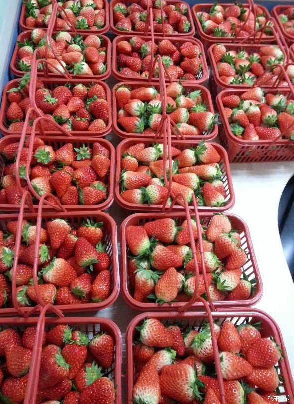草莓成熟了