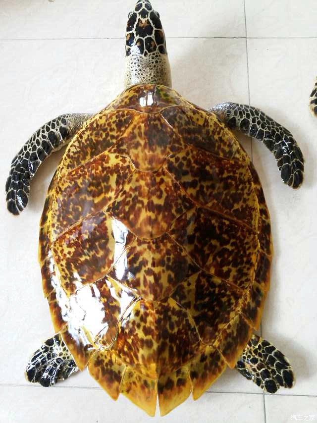 我的06款陆尊p0335曲轴位置传感器 电路故障作业