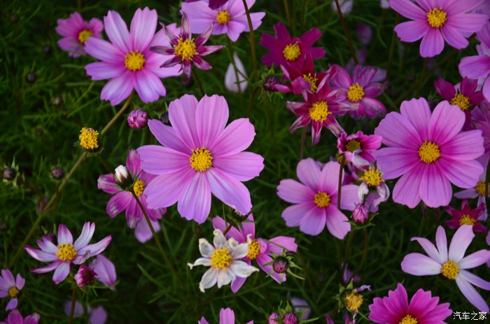 醉美西阳格桑花