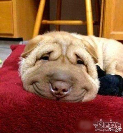 虎子脏了更有男人味!