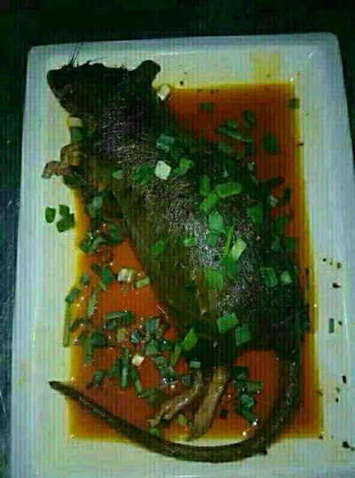 今晚老鸽汤～老鼠宴