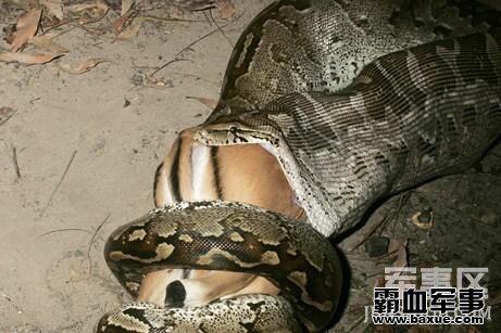 leeyee巨蟒吞鳄鱼撑破肚皮亡就像人心不足蛇吞象