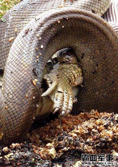 leeyee巨蟒吞鳄鱼撑破肚皮亡就像人心不足蛇吞象