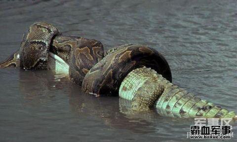 leeyee巨蟒吞鳄鱼撑破肚皮亡就像人心不足蛇吞象