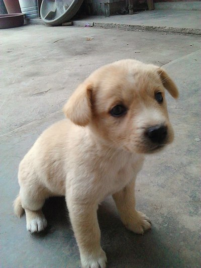 狗是人们最忠实的朋友_四川_手机汽车之家