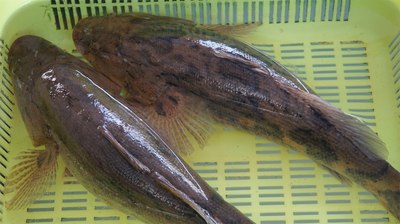 2015开春首聚广州南沙美丽小渔村^……_三菱戈蓝论坛_手机汽车之家