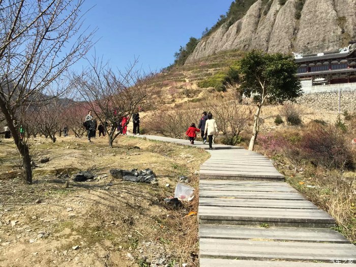 赏梅季节已到来温州永嘉梅岙村一天游
