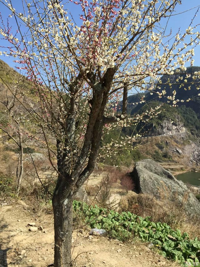 赏梅季节已到来温州永嘉梅岙村一天游