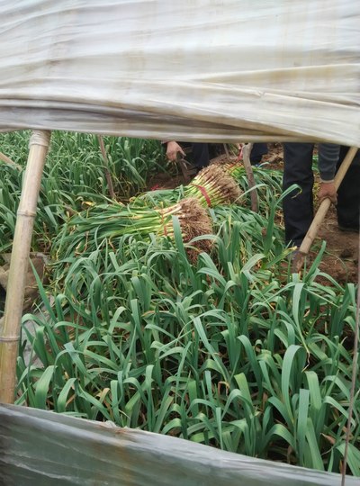 大棚里面的蒜苗真不错