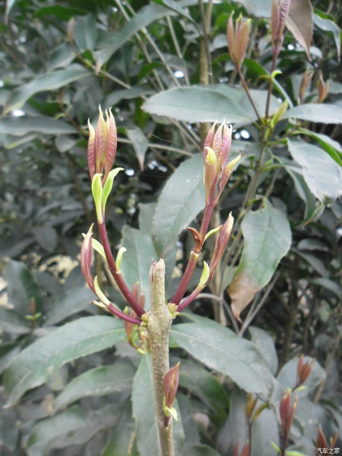 【若木系列】春天随拍,花开的季节!