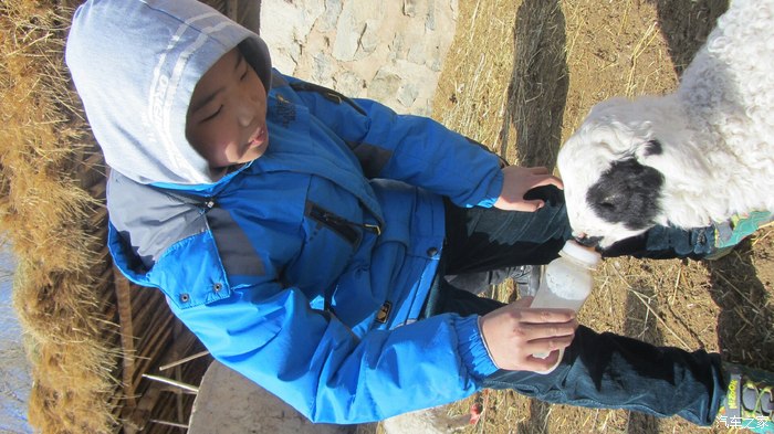 小娃子喂小羊羔子