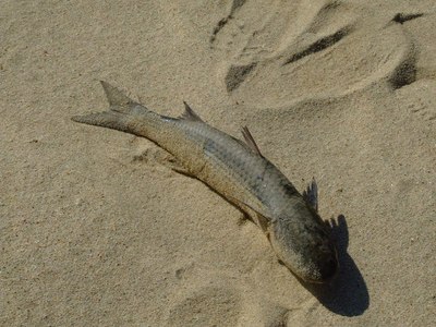 早晨退潮时留在沙滩鱼搁浅