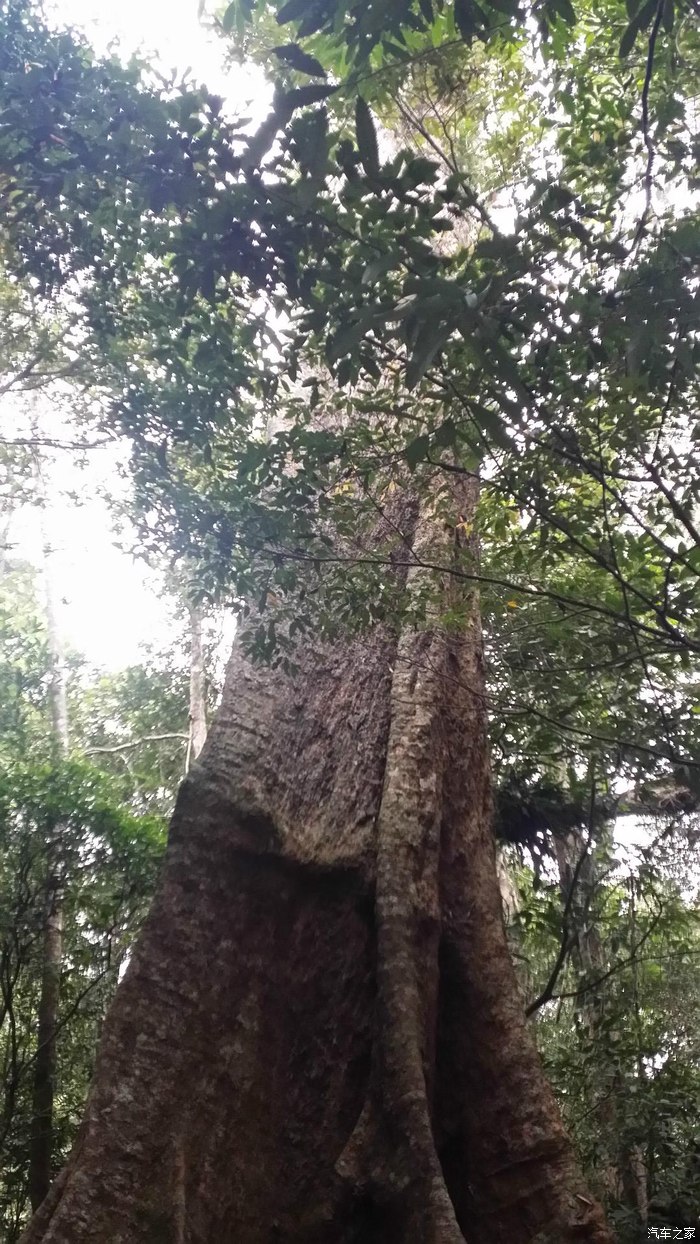 这是鸣凤谷的第一景:通天树,太高了,照不出效果