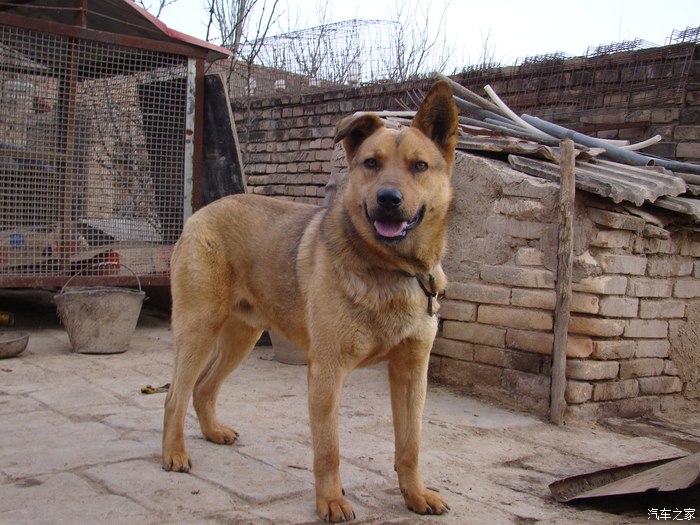 蛋爹好像今天才外出旅行,我老家的麻虎!看看谁更威武!嘿嘿