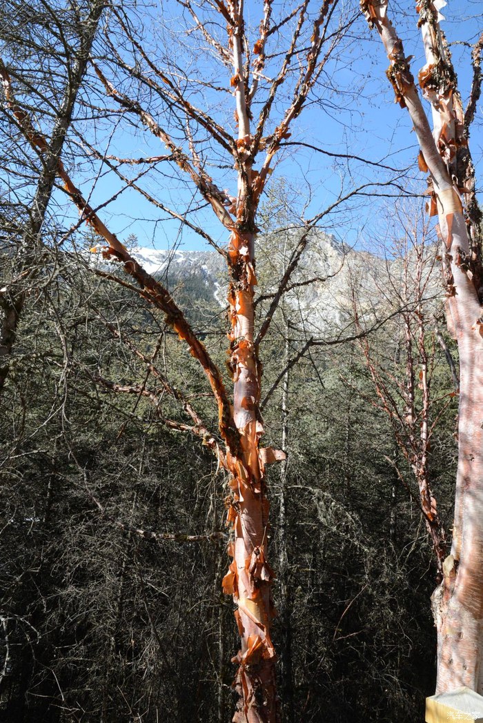 红桦树,总在爆皮