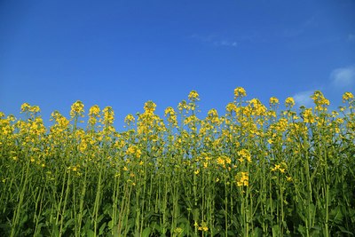 笔直菜花向蓝天